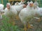 White broiler hens of 2 months old