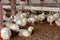 White Broiler Small Chicken Farm - Stock photo