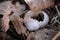 A white broken snail shell lies hidden in brown dry leaves in sunset light