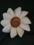 White brooch flower from sea conch