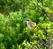 White-browed Coucal