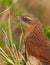 White -browed Coucal