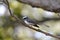 White-browed Fantail Flycatcher