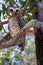 White-Browed Owl