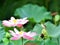 White-browed Prinia or Plain Wren-Warbler on the lotus