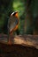 White-browed Robin-Chat, Cossypha heuglini, detail of exotic brown and orange african bird in the dark forest nature habitat