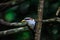 White-browed Scimitar Babbler