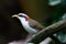 White-browed Scimitar Babbler