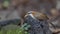 White-browed Scimitar Babbler on Log