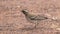 A white-browed sparrow-weaver in the African bush