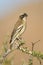 White-browed Sparrow-weaver - Plocepasser mahali