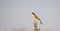 White-browed Sparrow Weaver (Plocepasser mahali) on a Branch