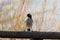 White browed sparrow weaver, Plocepasser mahali, on a fence