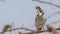 White-browed Sparrow Weaver Singing