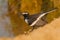 White-browed wagtail or large pied wagtail (Motacilla maderaspatensis)