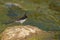 White-browed wagtail Motacilla maderaspatensis on a rock.