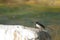 White-browed wagtail Motacilla maderaspatensis on a rock.