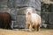 White and browm lamas near stone Sacsayhuaman walls