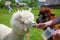 White and brown alpacas eating carrot