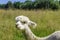 White and brown alpacas are in a meadow eating grass in summer
