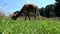 White and brown alpacas are in a meadow eating grass in summer