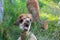 White and brown alpacas are in a meadow eating grass in summer