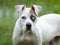 White and brown American Bulldog mixed breed puppy dog