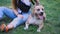 White and brown american staffordshire terrier in a field with a mistress.