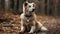 White brown Australian Red Border Collie sit and waiting on the ground at the forest during the fall season