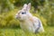 White brown baby bunny standing in the grass and looking at the camera, with nature blurred in the background. Easter animal new