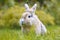 White brown baby bunny standing in the grass and looking at the camera, with nature blurred in the background. Easter animal new