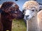 White and brown baby llamas.