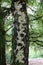 A White and Brown Barked Birch Tree Trunk with Moss Growing on the Tree