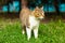 White with brown beautiful cat walks on the grass. pets, feline family