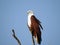 White and brown bird on a branch with blue sky