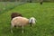 White brown black domestic sheep with bell feeding on red clover