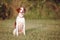 White and brown a Brittany spaniel outdoors at the park during summer