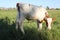 White-brown calf basking in the sun 30815