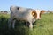 White-brown calf basking in the sun 30820