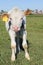 White-brown calf basking in the sun 30831