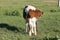 White-brown calf basking in the sun 30839