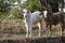 White and brown calves stand on the river Bank
