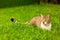 White with brown cat lying on the grass on the lawn. pets, feline family