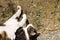 A white and brown cat is sleeping in the garden Italy, Europe