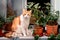 White and brown cat stops playing with plants and looks deeply at the camera