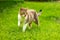 White with brown cat walks on the grass on the lawn. pets, feline family