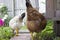 White and Brown Chickens Foraging in Garden with Wooden Fence in Background