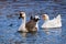 White and Brown Chinese Goose