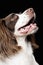 White and Brown Cocker spaniel portrait in studio