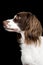 White and Brown Cocker spaniel portrait in studio